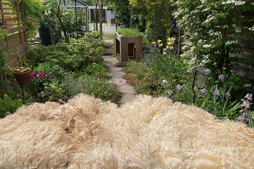 Opeens zat het in mijn hoofd en het bleef daar zitten. Het ging over wol. Ik las onlangs dat wol van schapen in Nederland vaak wordt weggegooid, omdat het niet rendabel is om te verwerken. 